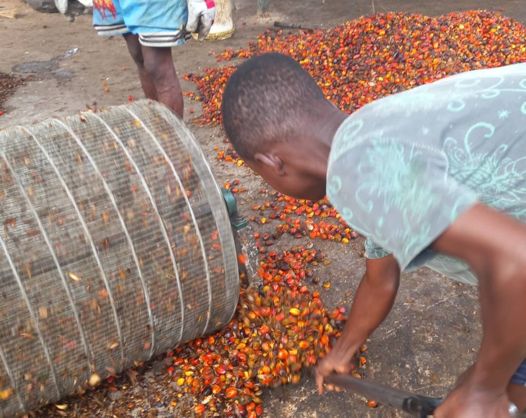 Palm plantation harvest and transport